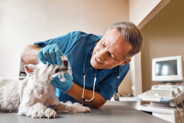Best Emergency Gum Treatment in Swissvale, PA